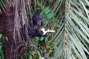 bonobo eating